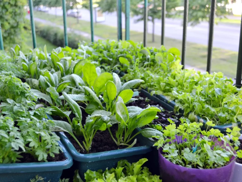 Image of Containers for kitchen garden