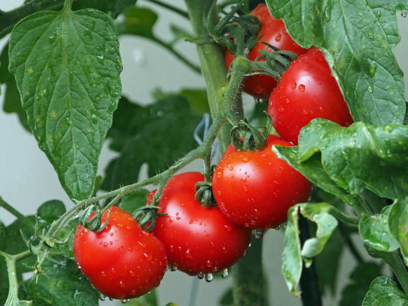 Image of Tomato vegetable in Kenya