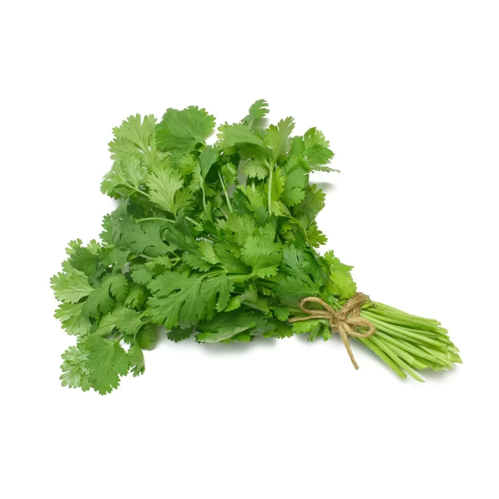 Image of Cilantro herb in Kenya