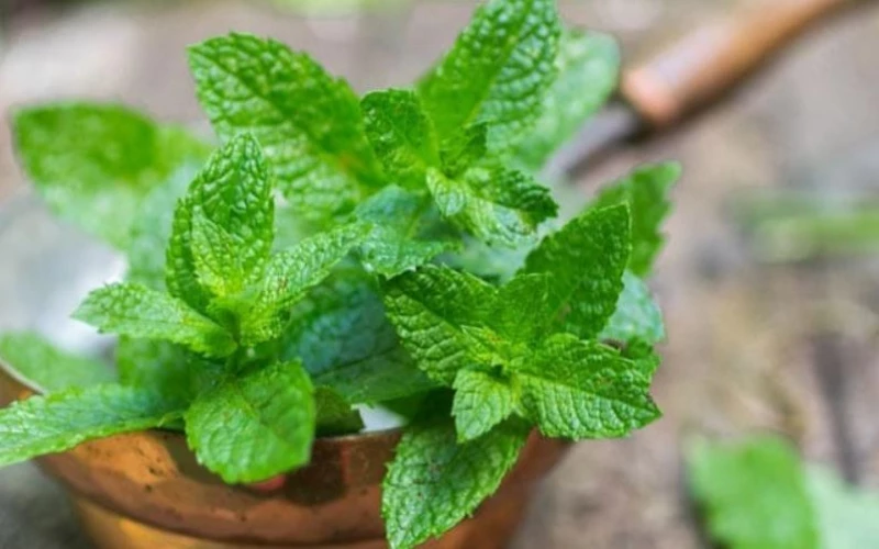Image of Mint herb in Kenya