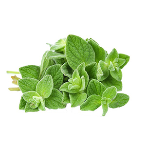 Image of Oregano herb in Kenya