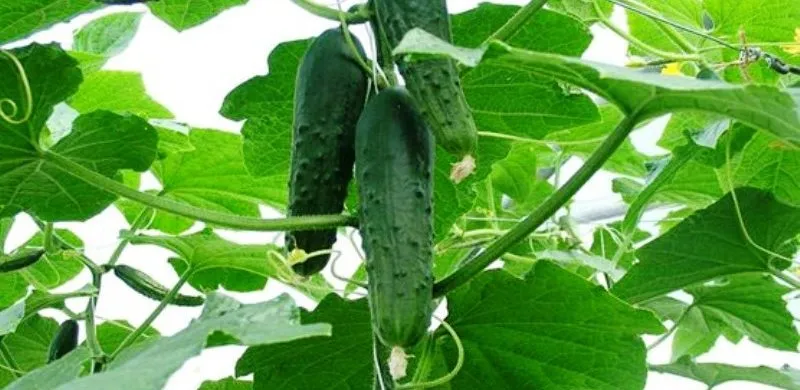 Image of Cucumber vegetable in Kenya