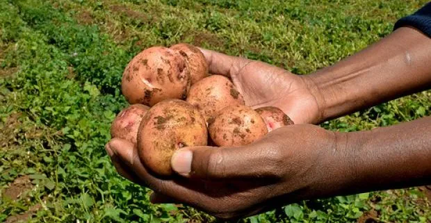 Image of Potato vegetable in Kenya