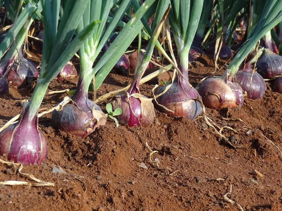 Image of Onion vegetable in Kenya