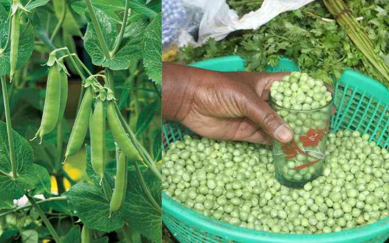 Image of Pea vegetable in Kenya