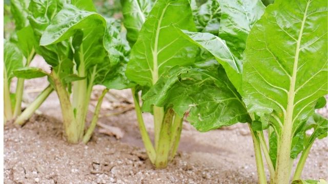 Image of Spinach vegetable in Kenya