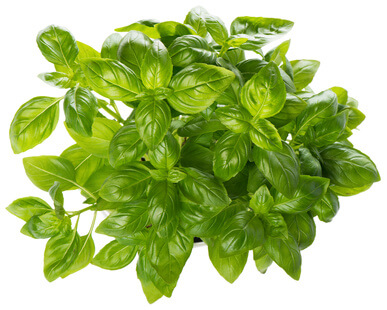 Image of Basil herb in Kenya